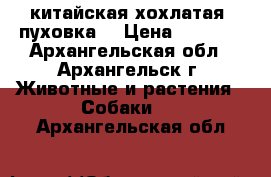 китайская хохлатая (пуховка) › Цена ­ 2 000 - Архангельская обл., Архангельск г. Животные и растения » Собаки   . Архангельская обл.